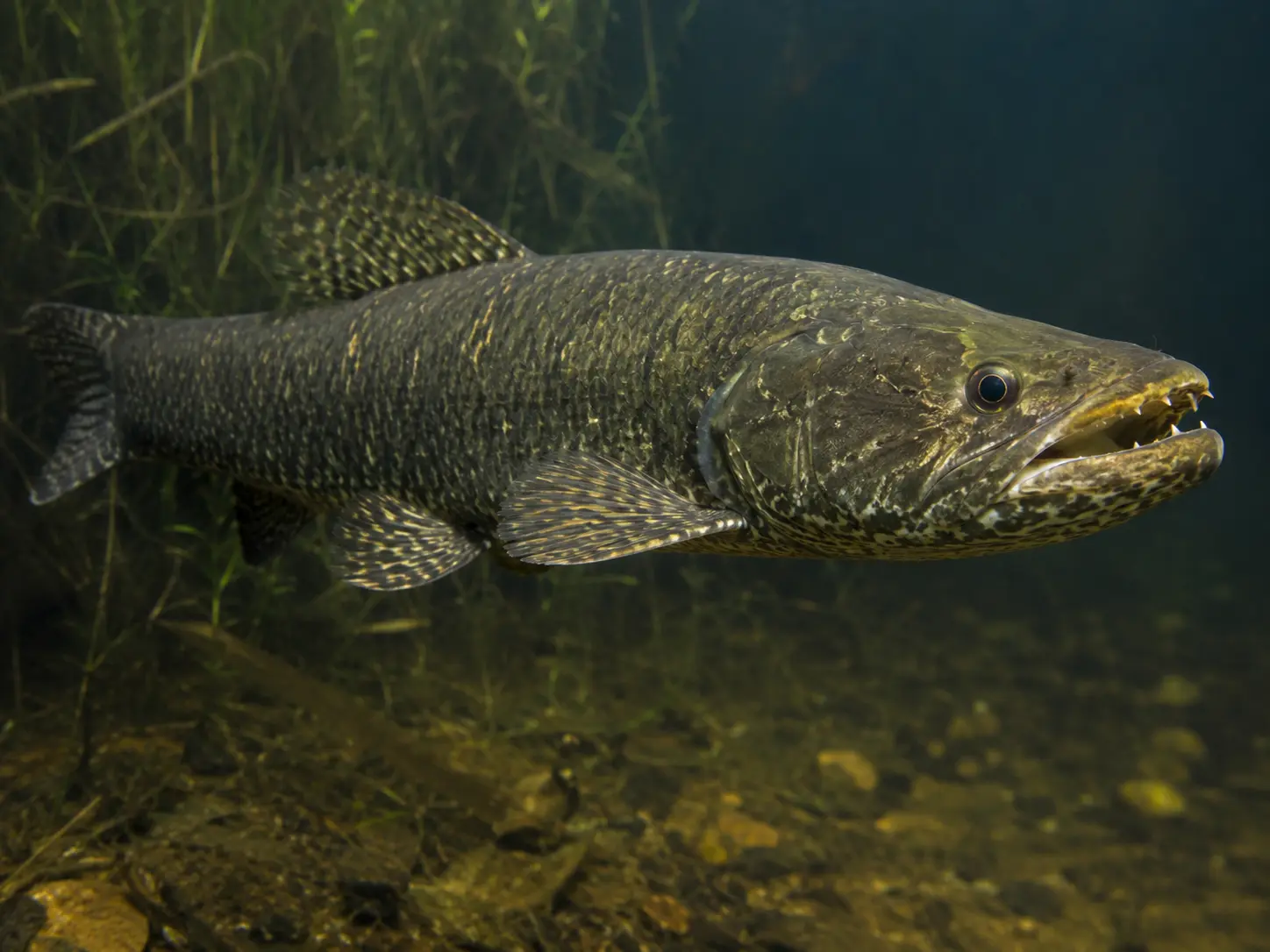 Peixe Traíra
