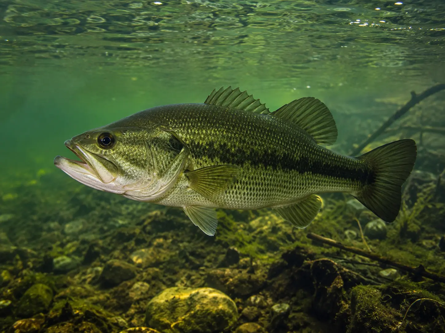 Peixe Black Bass