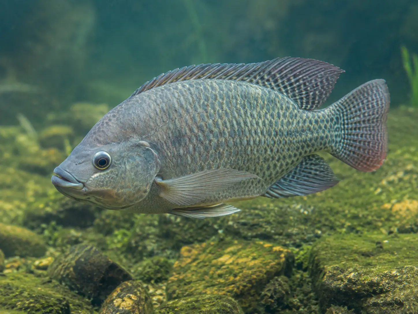 Peixe Tilápia
